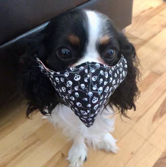 Meet your Posher, Anik - Picture 1 of 1